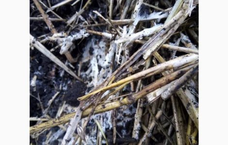 Бактерии для улучшения качества почвы