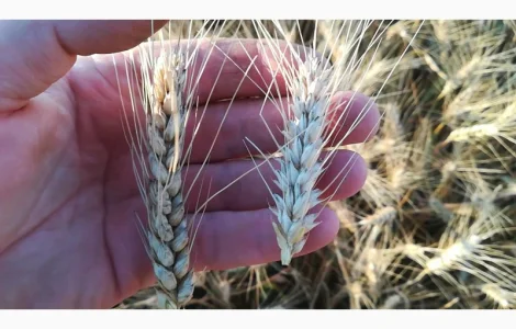 Макро и микроэлементы в КАС для повышения урожайности