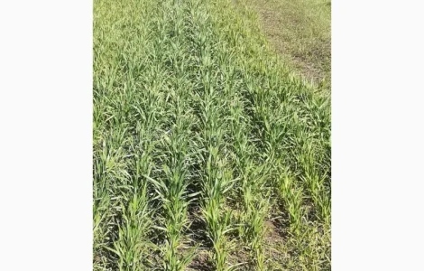 Гумат Калия Куриный+биогумус