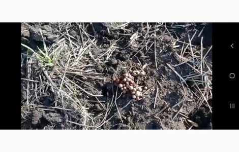 Деструктор поживних решток