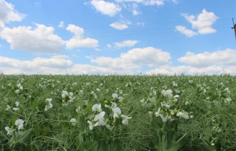 Инокулянты для гороха