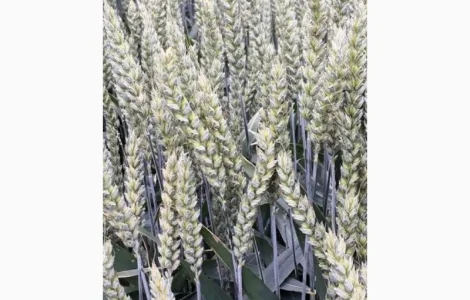 Живой Гумат Калия из биогумуса