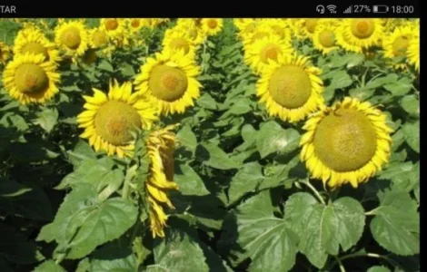 Удобрение для подсолнечника. Хелатный мультимикрокомплекс БОР 202 от производителя