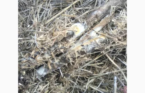 Деструктор стерни+удобрение для улучшения качества почвы