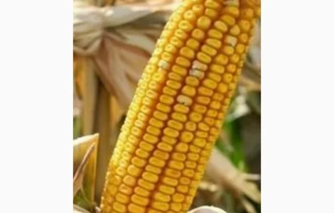 Хелат Цинка