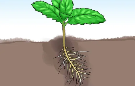 Пробиотики для растений и востановления жизни Земли