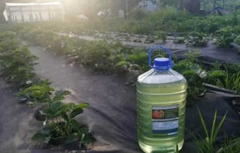 Культуральна середа хлорели для ефективного рослинництва