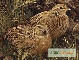 Екологічне добриво - перепелиний послід