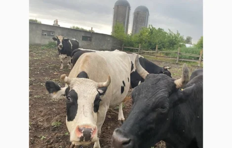 Коровяк Сыпец Перегной коровий в мешках Киев и область