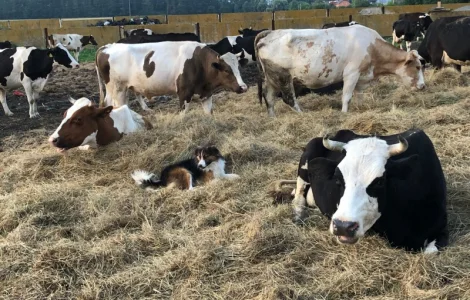 Коровий перегной Киев Коровяк в мешках Киев Перегной