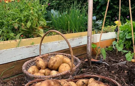 Грунт чорнозем в мішках – продаж у Києві та області