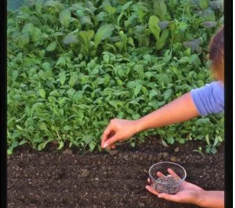 Продаж чернозему в мішках з доставкою по Києву