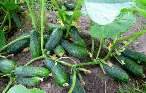 Пропонуємо плодючий чорнозем у мішках – продаж в Києві