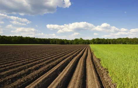 Инсектицид для сада фунгицид полей гербицид овощи