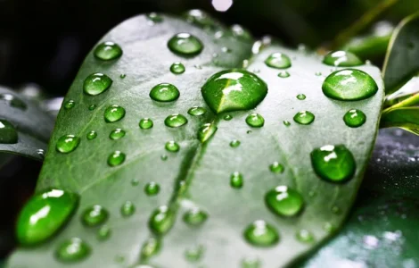 Смачивающее, увлажняющее средство, влагоудерживатель для грунта, торфа, субстрата