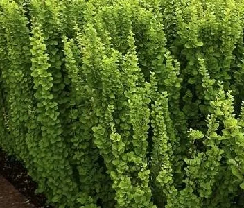 Барбарис "Erecta"