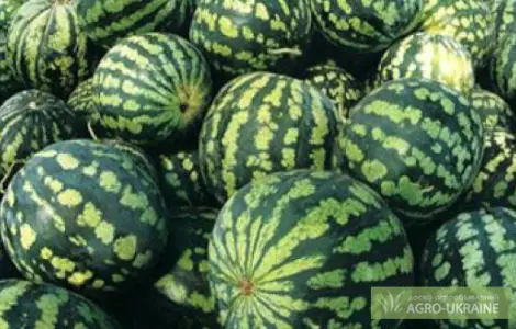 Планриз - біопрепарат для захисту рослин від хвороб