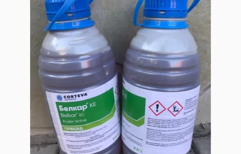 Белкар - післясходовий гербіцид для осіннього застосування у посівах ріпаку озимого