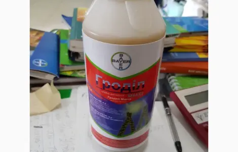 Гроділ Максі - ефективний гербіцид для захисту кукурудзи та зернових