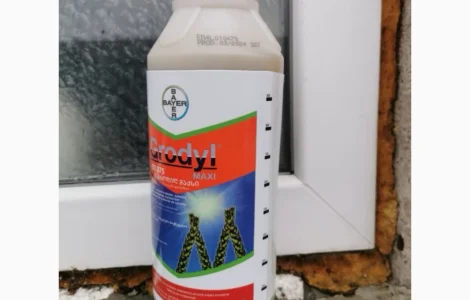 Гроділ Максі - ефективний гербіцид для захисту кукурудзи та зернових