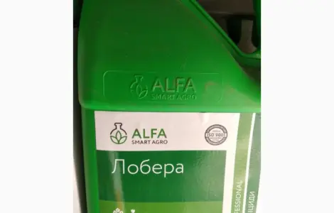 Лобера - захист картоплі