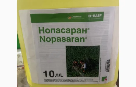 Нопасаран - контроль широкого спектра сорняков в посевах рапса