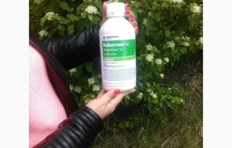 Гелиантекс гербицид