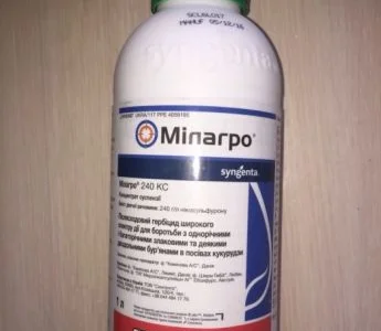 Пропонується гербіцид Мілагро 240 SC для кукурудзи