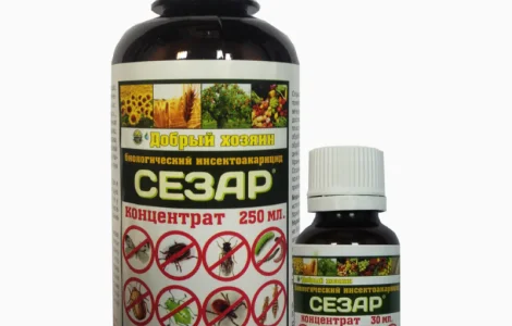 Сезар -новый патентованный биопрепарат против вредителей растений