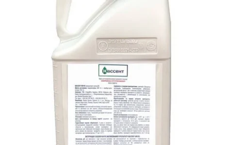 Кассент 400 КС - високоефективний інсектицид проти сисних і листогризучих шкідників