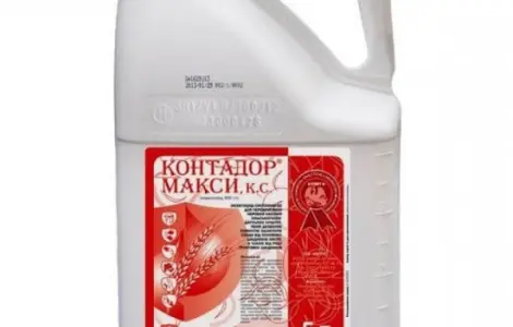 Контадор Максі - високоефективний інсектицидний протруйник насіння с/г культур
