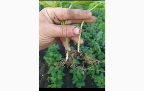 Инокулянт для сои