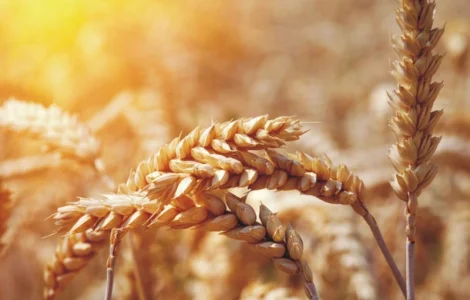 Куплю фунгициды, Куплю гербициды, Куплю инсектициды, куплю инокулянты для сои. Жду предлож