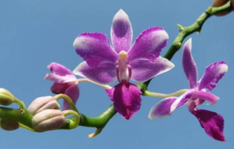 Цитокининовая паста 1.5мл