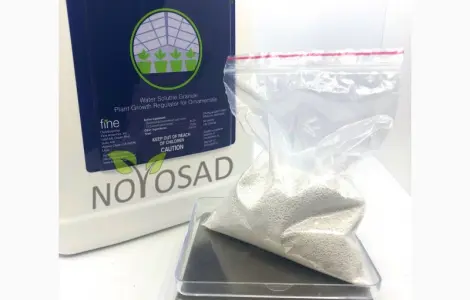 Dazide 85 WSG (Дазиде) 100г – регулятор росту для хризантем на розвіс