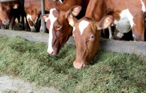 Сено в тюках для лошадей, крс, овец. Есть луговое и люцерна. Доставка бесплатная