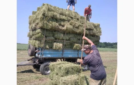 Сено луговое, люцерна в тюках
