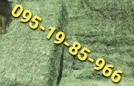 Луговое сено. Люцерна в тюках. Доставка. Б/н