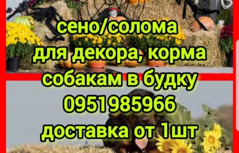 Солома для фотозон декора, сено в тюках для корма, утепления вольера собакам с доставкой