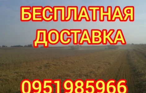 Якісне лугове сіно, люцерна та солома з доставкою