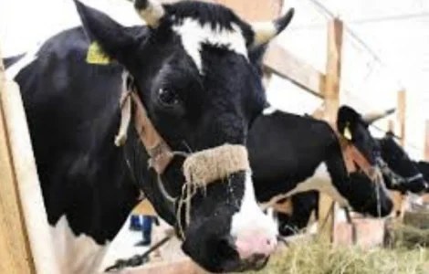 Продам ЛУГОВОЕ сено и ЛЮЦЕРНУ в тюках с доставкой по Украине