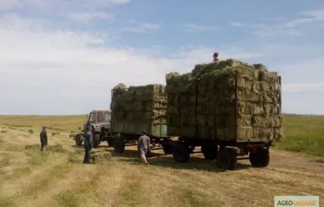 Продам лугове сіно і люцерну в тюках. Привіз на дім входить у вартість