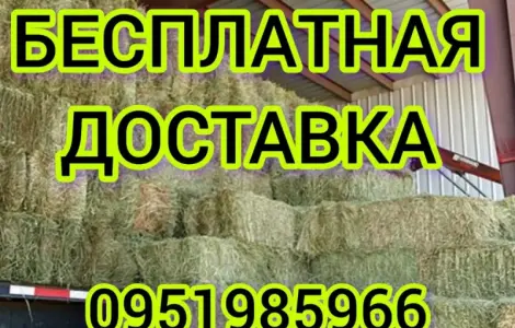 В наявності 300 тонн сіна люцерни. Безкоштовна доставка