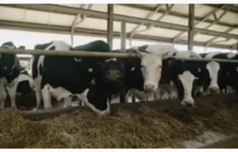 Поштучний і оптовий продаж сіна соломи в тюках мішках з доставкою на дім