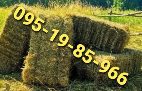 Оптова продажа лугового сіна та люцерни з доставкою