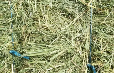 Продам сено, продажа и доставка от 1 тюка