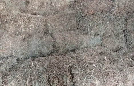Продам тюкованное сено разнотравья