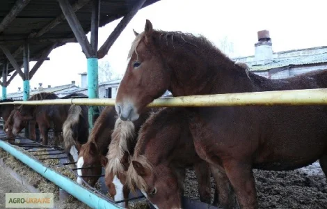 Сено луговое, люцерны для лошадей. Доставка бесплатная по Украине