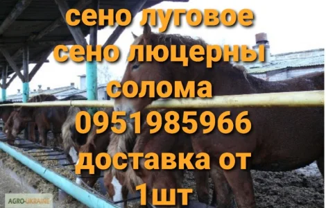 Сено лугове, люцерни для коней. Доставка безкоштовна по Україні