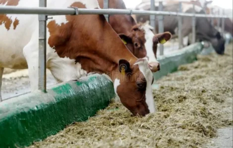 Сено луговое разнотравье, сено люцерны с доставкой